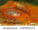 Small photo of The scarlet badis (Dario dario) is a tropical freshwater fish and one of the smallest known percoid fish species. It is a micropredator, feeding on small aquatic crustaceans, worms, insect larva