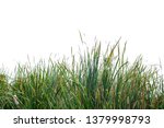 green grass on white backgroud 