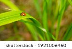 ladybug on a leaf of grass on a ... | Shutterstock . vector #1921006460