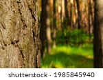 Tree bark texture on blurry background:Close up,select focus with shallow depth of field: ideal use for background