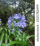 Blue lily, is a flowering plant from the genus Agapanthus found only on rocky sandstone slopes of the winter rainfall fynbos from the Cape Peninsula to Swellendam.