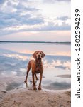 Small photo of Hungarian hound pointer vizsla dog in summer time in the lake