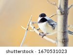 Black Capped Chickadee Perched...