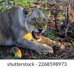 Muzzle of snarling wild lioness showing fangs in the rays of the evening sun. An aggressive lioness guards food by roaring to warn other lions.