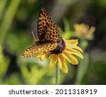 Meadow Fritillary Butterfly On...