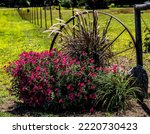 Red Petunias With Grasses...