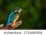 Common Kingfisher  European...