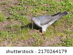 Common Cuckoo  Cuculus Canorus. ...