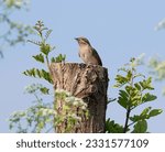 Small photo of Eurasian wryneck, Jynx torquilla. A bird sits on a stump near a young tree
