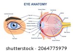 Eye Anatome Concept. Structure...