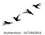 Four Humming Birds Shadow Flying