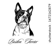 Boston Terrier Hand Drawn...