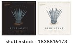 agave vintage retro detailed... | Shutterstock .eps vector #1838816473