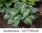 Ornamental Plant For Shade In...