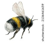 Watercolor Bee Illustration...