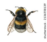 Watercolor Bee Illustration...