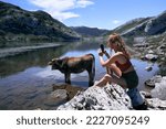 Small photo of scantily clad blonde caucasian girl taking a picture of a cow inside the lake, covadonga asturias, spain
