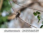 Small photo of The lesser spotted woodpecker (Dryobates minor) is a member of the woodpecker family Picidae. It was formerly assigned to the genus Dendrocopos (sometimes incorrectly spelt as Dendrocopus). Some taxon
