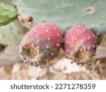 The Prickly Pear  Opuntia Ficus ...