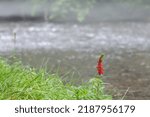 Red Wild Flower On Bank Of River
