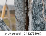 Small photo of A bark cracked pear tree trunk. Orchard garden care. Spring gardening. Sunburn of tree. Deep crack. Tree disease. Tree treatment. Blue color. Processing of trees with iron vitriol or copper sulfate.