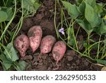 Small photo of A sweet potato dug up in the garden. A bed of sweet potatoes, harvesting on the farm.
