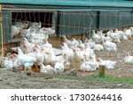Free Range Broiler Chickens....
