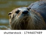 North American River Otter  ...