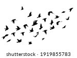 A Flock Of Flying Birds. Vector ...