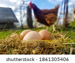 Chicken eggs in a nest of hay. A hen stands in the background of the nest. Photo from mockup