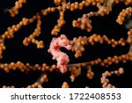 Small photo of The Denise's pigmy sea horse (Hippocampus denise)