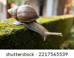 the snail is in the yard