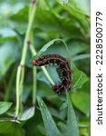 A brown caterpillar eats grass