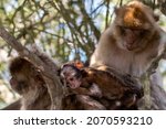 A Resting Baby Barbary Macaque...