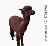 Brown young alpaca isolated on...