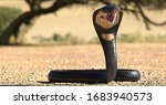 The cobra is the common name of ...
