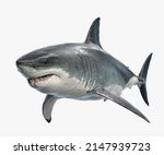 Large white shark. ready to...