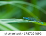 Coenagrionidae. Blue Dragonfly...