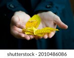 Yellow leaves in the hands of a ...