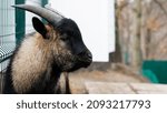 Black Goat Portrait Close Up....