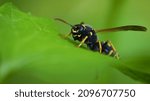 European Wasp. Ultra Macro...