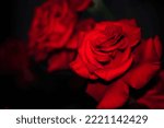 Blooming red roses isolated on a dark background close-up. big beautiful garden flowers red roses. flowers for the holiday, bokeh, macro, floral background. bouquet of red roses