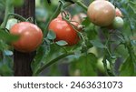 Red ripe tomato growing with...