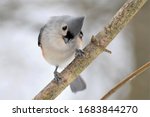 Tufted Titmouse On A Branch In...