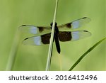 Widow Skimmer Dragonfly On A...