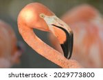 Portrait Of A Captive Flamingo...