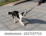 Small photo of A young naughty Border Collie dog bites and pulls the leash playing with his owner.
