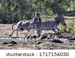 Small photo of Zebras, being easy prey, hardly relax and always act jittery around waterholes.