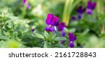 Small photo of Banner. Purple carbuncle. Flowers. Close-up. On a blurred green background. Selective focus. High quality photo.