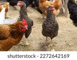 A gray-black hen walks in a coop with other hens. Domestic poultry breeding. Close-up. Selective focus. Copyspace